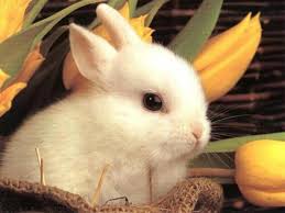 Image of a rabbit.