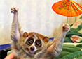 Full size picture of a slow loris holding an umbrella